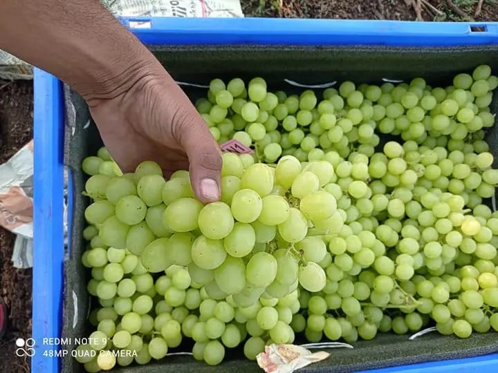 Vineyard Partnerships